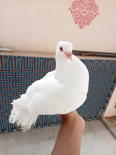 Hand tame Lakkah