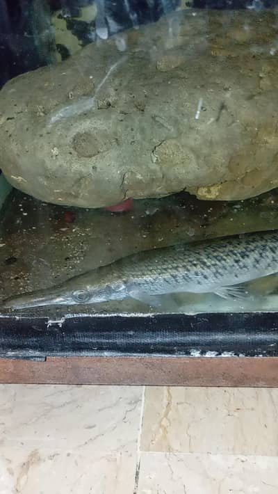 Alligator gar