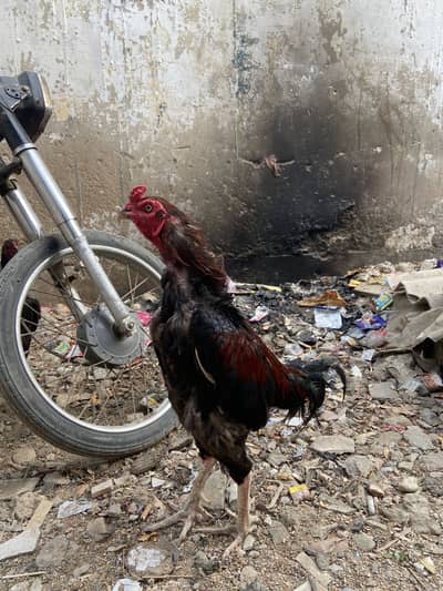 For sale aseel mianwali