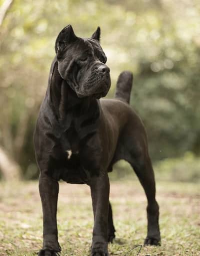 CANE CORSO IMPORTED PUPPIES AVAILABLE FOR BOOKING