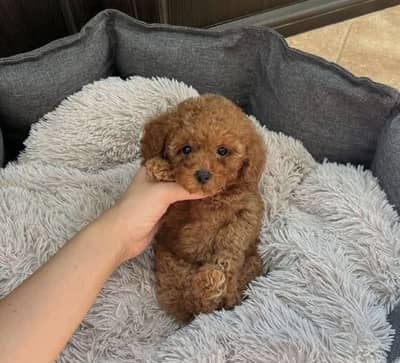 IMPORTED POODLE | TOY BREED PUPPIES AVAILABLE FOR BOOKING