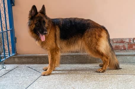 German shepherd Female 03134111831