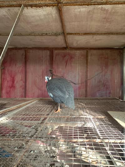 Guinea fowl male ( cheeni murghi)