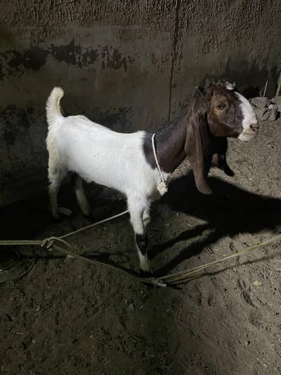 bakray/goat for 2027