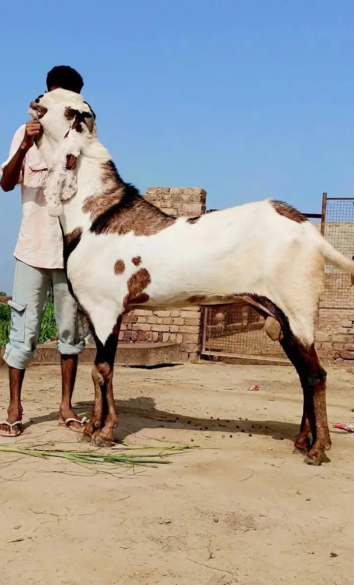 beetal kale cheene female for sale — photo 9