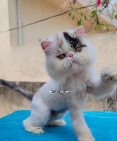 peke face breeder cat