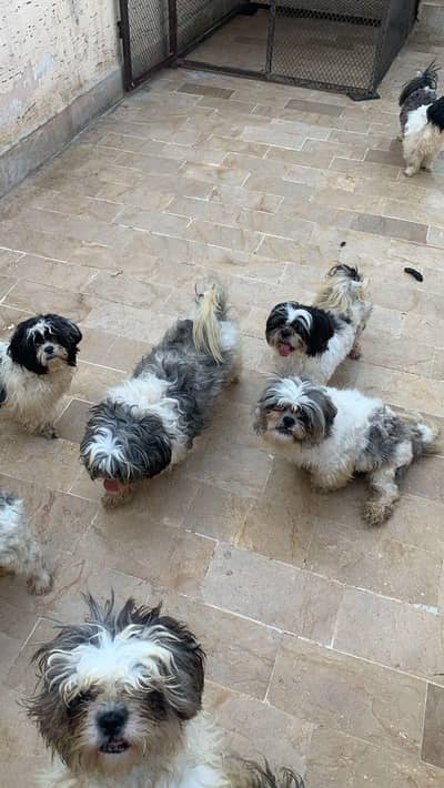 Selling My Shitzu Males and Female Pairs & Puppies