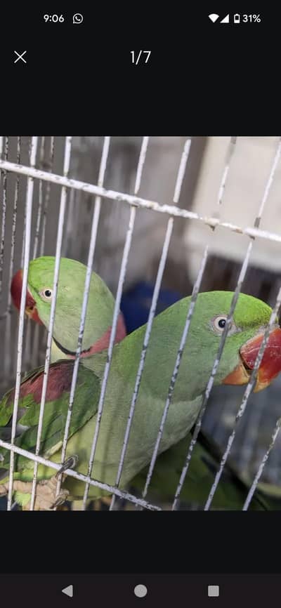 kashmiri pahari pair granted breeder
