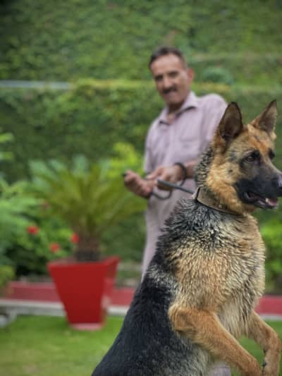 Confirm Breeder female for sale