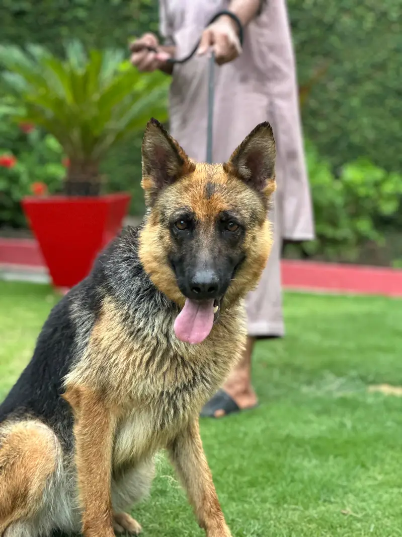 Confirm Breeder female for sale — photo 3