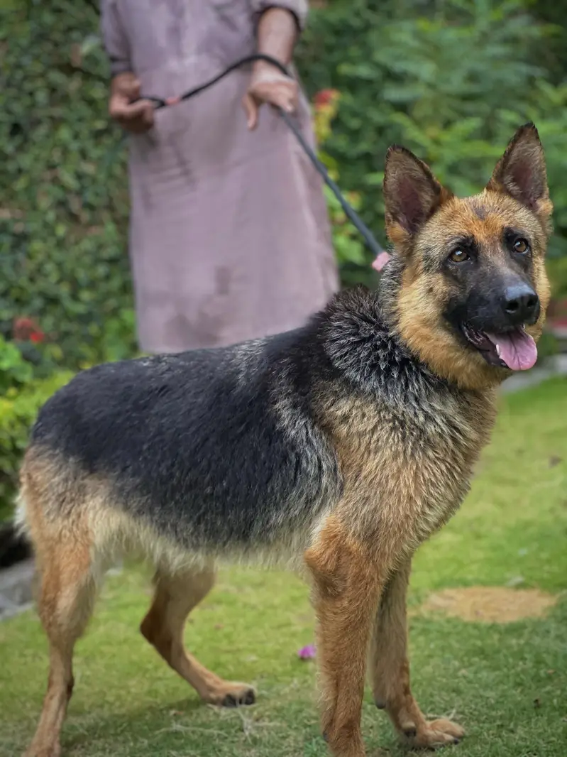 Confirm Breeder female for sale — photo 5