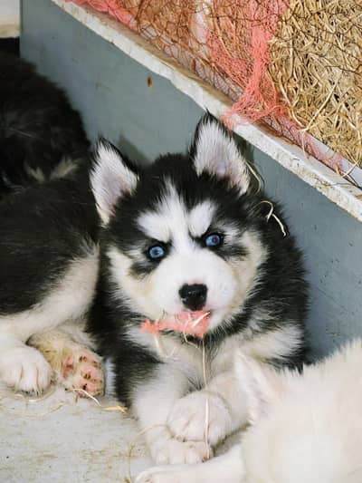 Husky Puppy And All Breeds Puppies Available