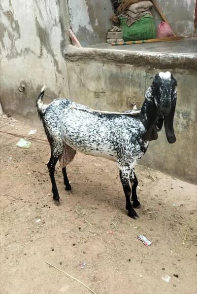 Black Maki cheni