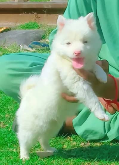 Russian dog puppy 92@330*5406115