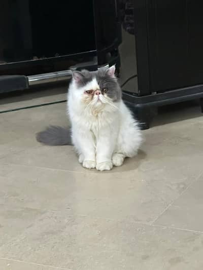 PERSIAN PEKI MALE