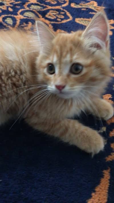 Ginger white Persian baby cat For Sale