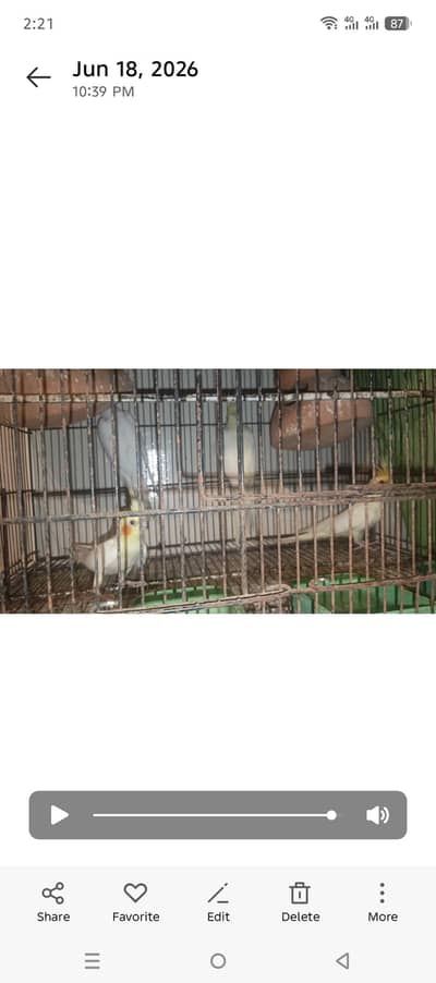2 Cream females for sale