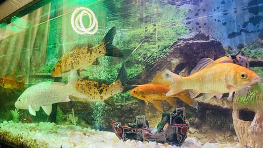 New luxury Fish Aquarium setup and large fishes