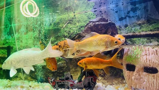 Large White Diamond Koi and Shufunkins