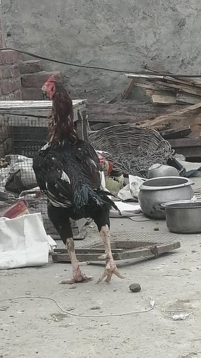 Aseel pakistani thai long height Mugra top quality male  hen