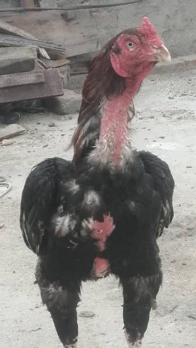 Aseel pakistani thai long height Mugra top quality male  hen