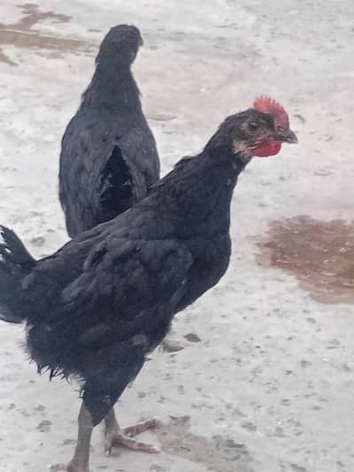 pure asterloop black colour full active 1male and 4 femail 50 days hen