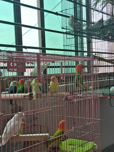 love bird pairs and single available