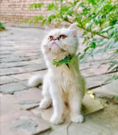 Persian cat picky face. Num what. 03287672083  call num.  03287991441