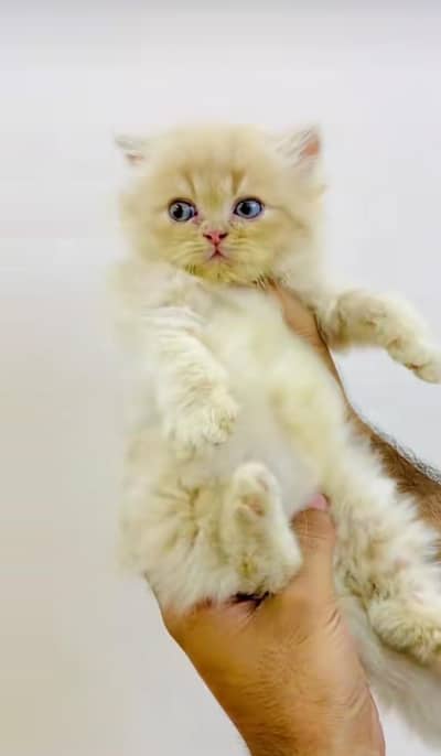 pure Persian cats vaccinated triple coated/WhatsApp 03254583038