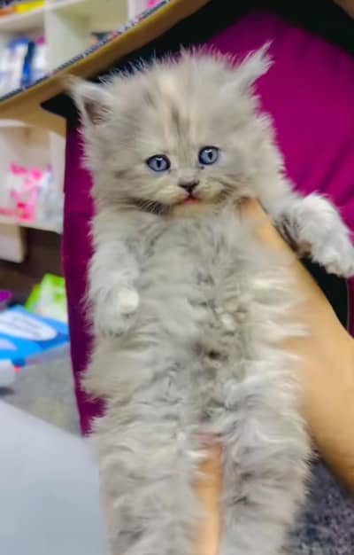 pure Persian cats vaccinated triple coated/WhatsApp 03254583038