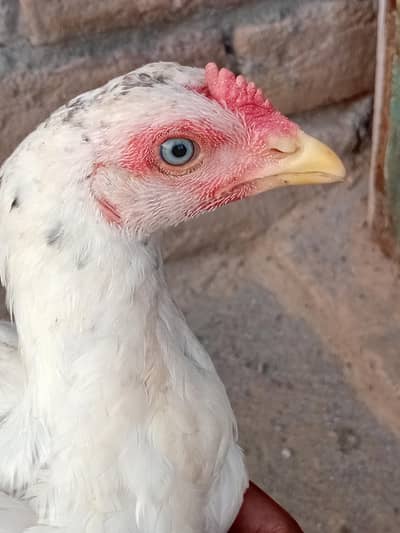high quality aseel for sale
