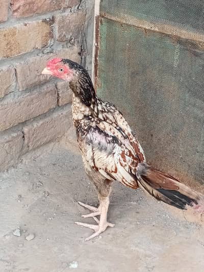 high quality aseel for sale