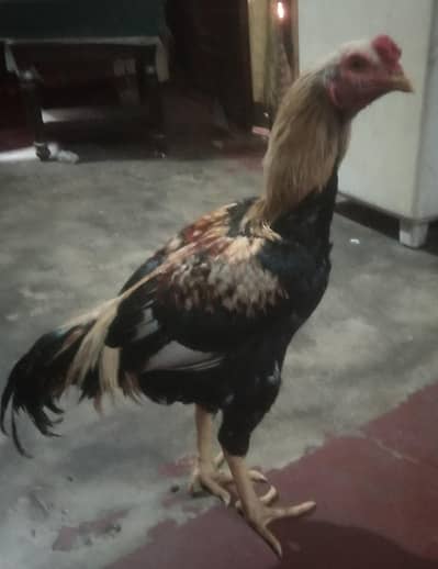 aseel male/female pair