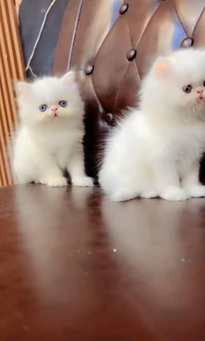 pure Persian cats vaccinated triple coated/WhatsApp 03254583038
