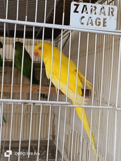Yellow Ringneck breeder Female minor folt. exchange possible