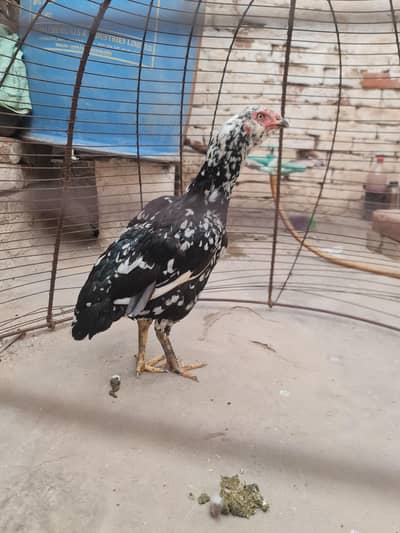 pure miawali cheni galvi madi for sale