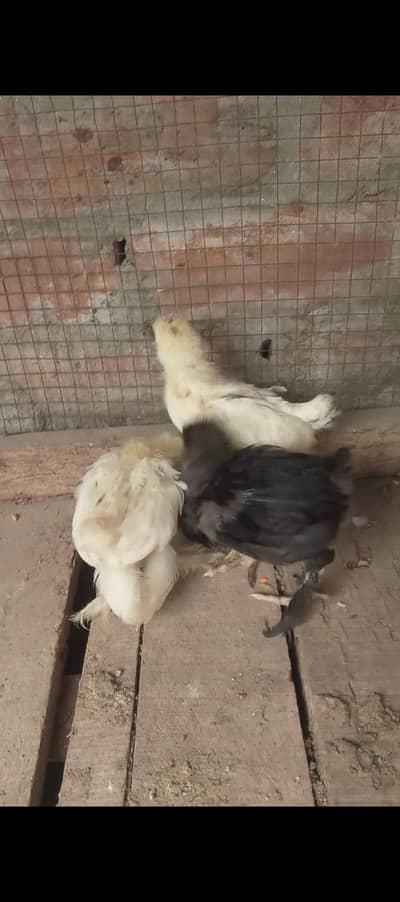 bantom chicks forsale