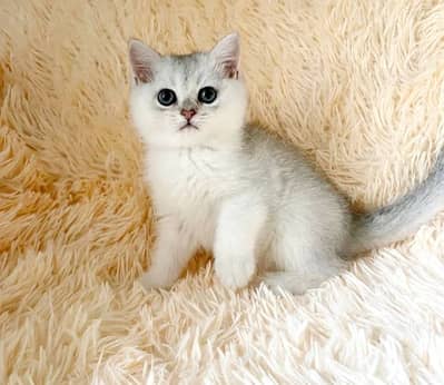 British shorthair