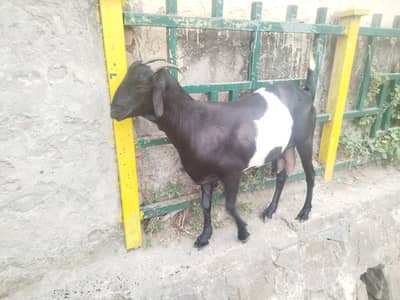 Goat for Sale