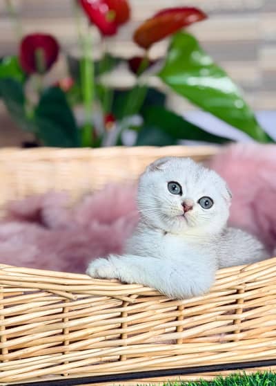 Scottish fold