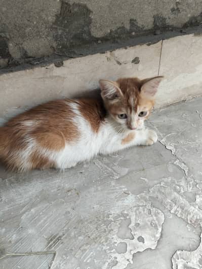 Persion cat