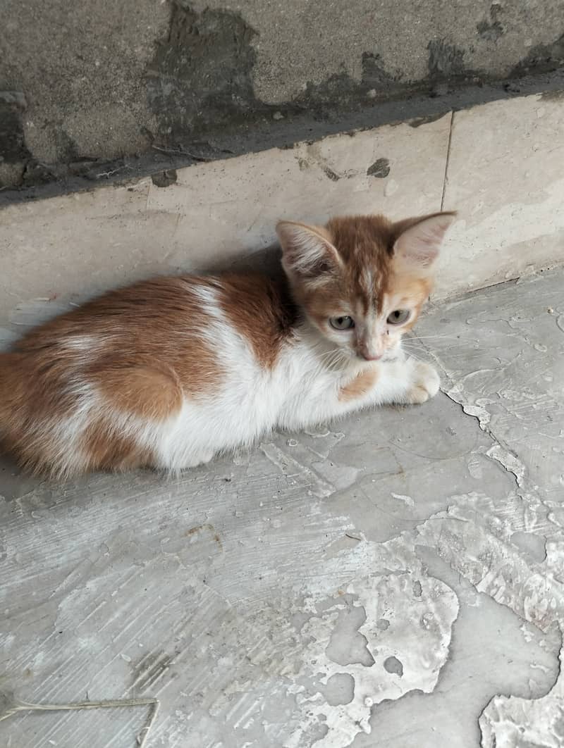 Persion cat 0