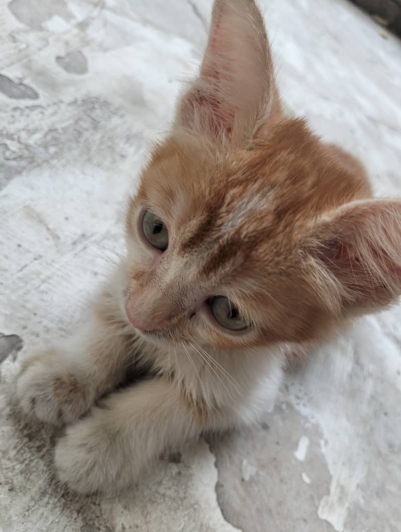 Persion cat 1