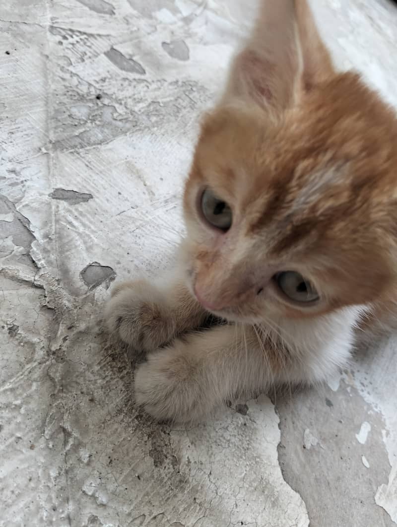 Persion cat 2