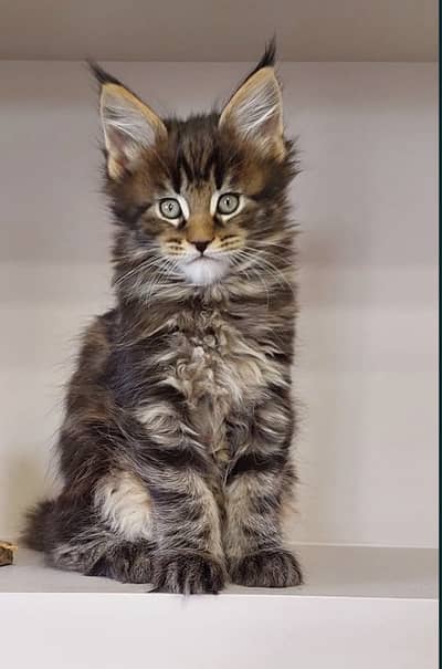 Maine coon