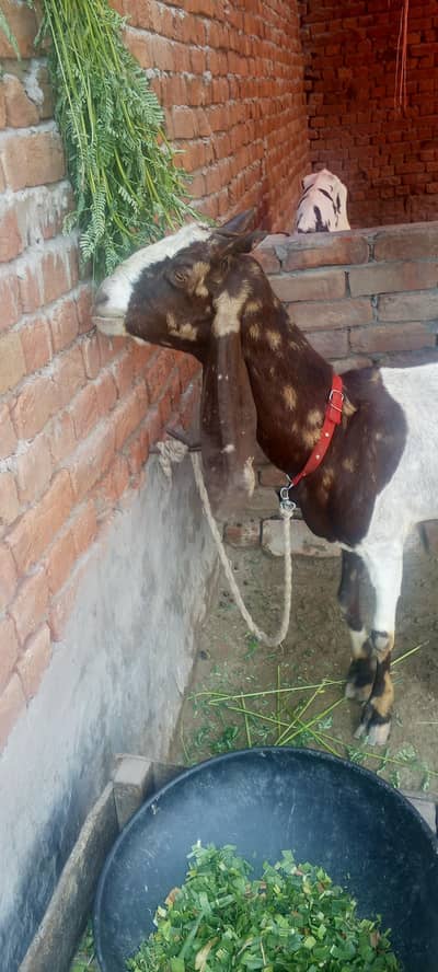 Sindhi kamori bakri urgent sale