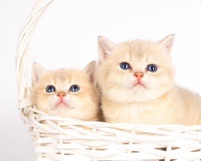British shorthair