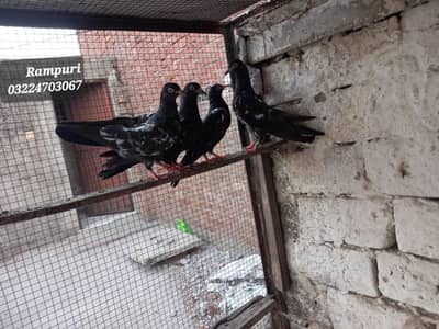 Rampuri birds