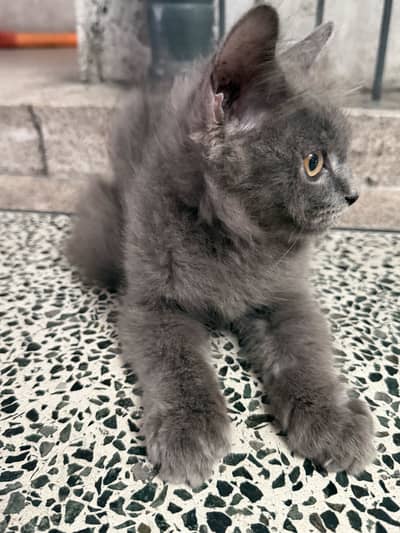 Female Kitten