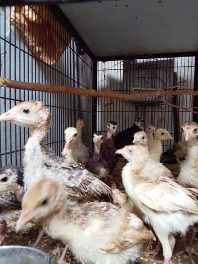 Turkey bird chicks for sale
